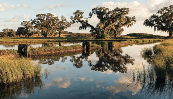 Historic Lowcountry tidal rice field at golden hour with still reflective water, earthen dikes and moss-draped live oaks
