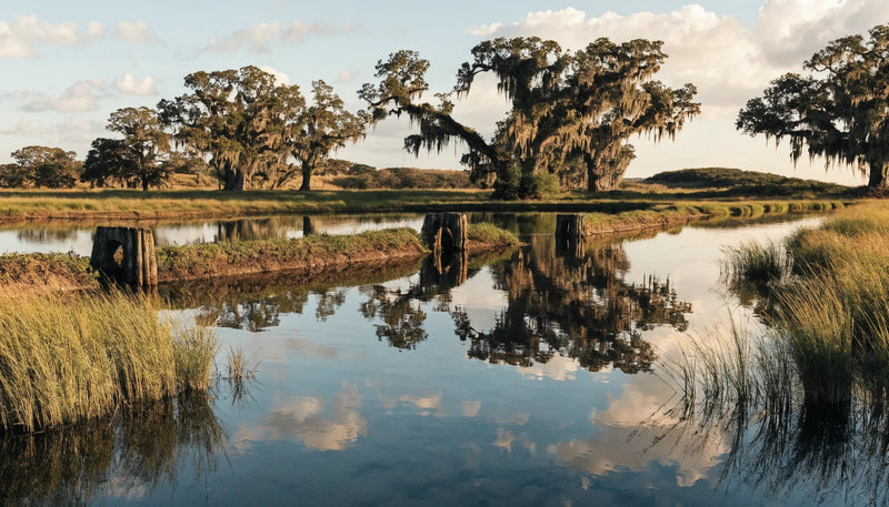 Historic Lowcountry tidal rice field at golden hour with still reflective water, earthen dikes and moss-draped live oaks